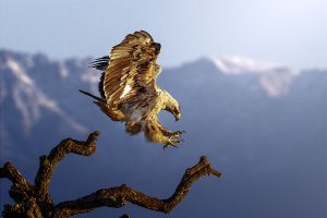 Aquila imperiale © Foto Maurizio Canu