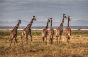 Safari Fotografico Kenya